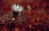 2003113183152_Carlina.JPG (67635 byte)