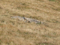 biciaquilamarmotte04.jpg (68503 byte)